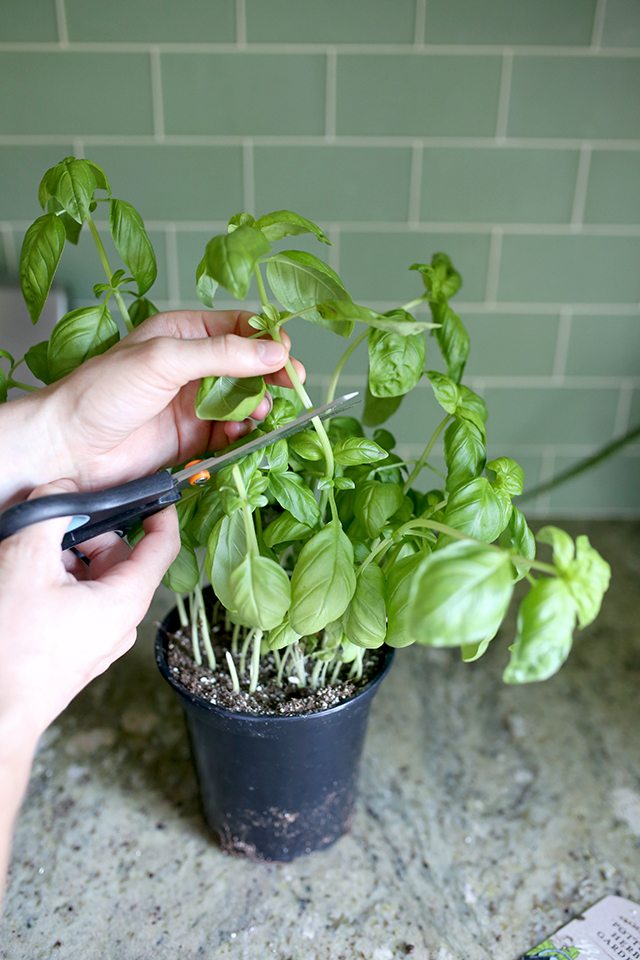 How To Grow Basil From Cuttings Turn Plant Into