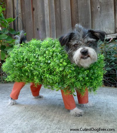 Adorable Dog Halloween Costumes To DIY That Are Budget-Friendly